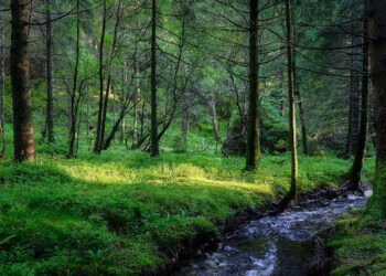 Noruega, el primer país del mundo en prohibir la deforestación