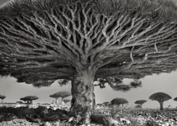 14 años fotografiando los árboles vivos más viejos del mundo