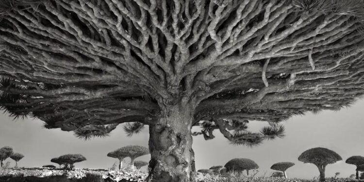 14 años fotografiando los árboles vivos más viejos del mundo