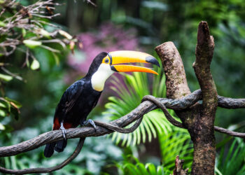 Programa Tráfico Ilegal de Fauna Silvestre
