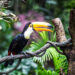 Programa Tráfico Ilegal de Fauna Silvestre