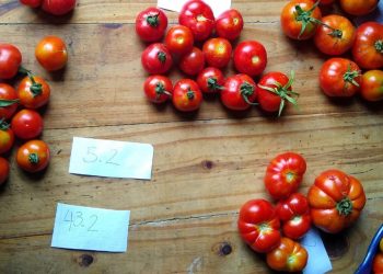 Al rescate del sabor del tomate criollo
