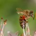 Las abejas: un eslabón clave para nuestra alimentación
