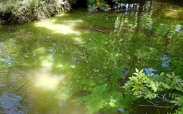 Río verde bacteria