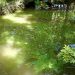 Río verde bacteria