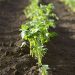 Argentina está lista para avanzar hacia la agroecología