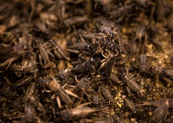 Insectos, el camino de la industria alimentaria a la sustentabilidad