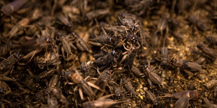 Insectos, el camino de la industria alimentaria a la sustentabilidad