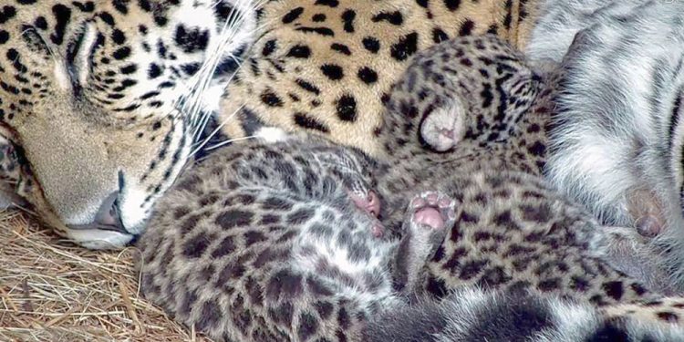 Nacieron dos cachorros de yaguareté en los Esteros del Iberá
