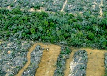 Argentina obtuvo fondos para fortalecer la ley de bosques