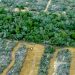 Argentina obtuvo fondos para fortalecer la ley de bosques