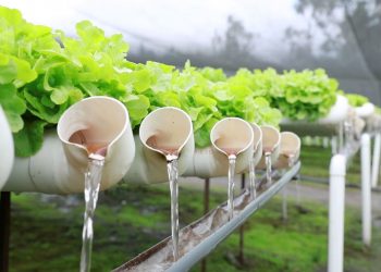 Hidroponía: Cultivar sin suelo y sin plagas