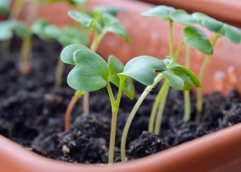 Huerta: ¿Cómo prevenir plagas con aromáticas y flores?