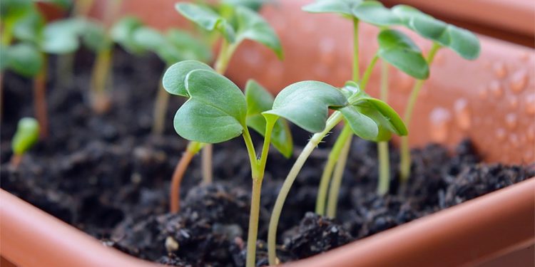 Huerta: ¿Cómo prevenir plagas con aromáticas y flores?
