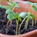 Huerta: ¿Cómo prevenir plagas con aromáticas y flores?