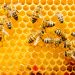 Mapa global de abejas: por qué es clave para su conservación
