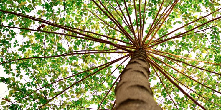 Un mapa para ayudar a las ciudades a plantar más árboles