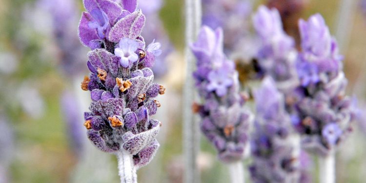 Las plantas antimosquitos