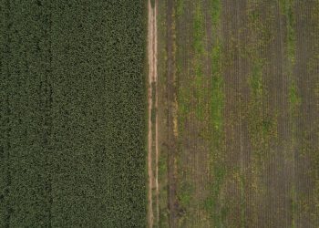 Deforestación en el Gran Chaco, una bomba de carbono que el mundo ignora