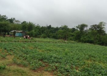 Infancias en América Latina, crecer entre el agronegocio