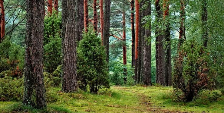 Sustentabilidad: eje infaltable en cualquier negocio