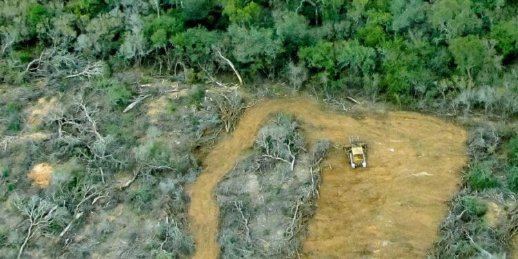 Cuáles son los países del mundo que talan más árboles