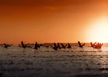 Los 5 mejores lugares de Argentina para fotografiar la vida silvestre