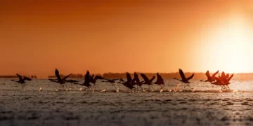 Los 5 mejores lugares de Argentina para fotografiar la vida silvestre