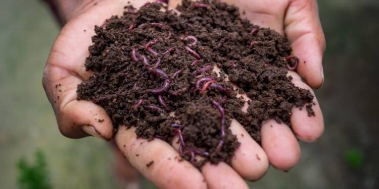 ¿Cómo entrar al mundo del compost?