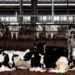 Un puñado de empresas de carne y leche contaminan tanto como países enteros