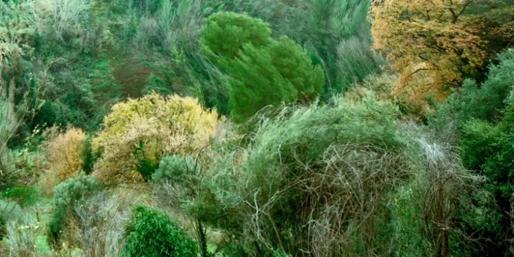 Ruge el Bosque: ecopoesía para pensar la crisis climática