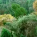 Ruge el Bosque: ecopoesía para pensar la crisis climática